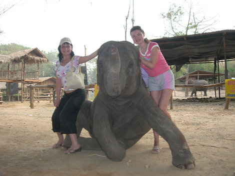 Забавные звери в Таиланде Таиланд