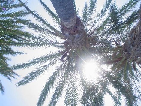 Это я лежу, вдыхаю морской воздух и изучаю крону пальмы. Лас-Америкас, остров Тенерифе, Испания