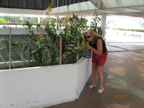 Выставка орхидей в отеле Паттайя, Таиланд