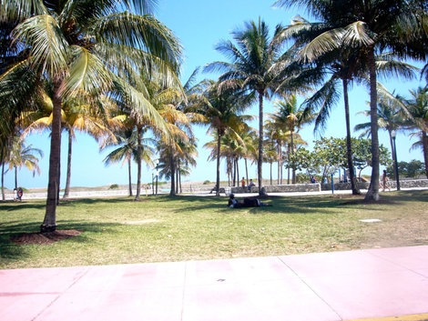 Пальмы  вдоль Ocean Dr. Майами-Бич, CША