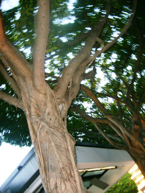 Ствол у дерева напоминает руку труженика со вздутыми венами. Майами-Бич, CША