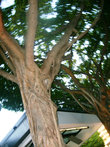 Ствол у дерева напоминает руку труженика со вздутыми венами.