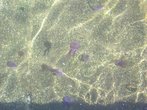 Медузы в мартовском Средиземном море