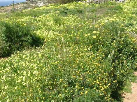 Полевые цветы у Мнайдры Остров Мальта, Мальта