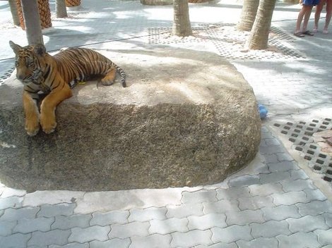 Страшный тигр Паттайя, Таиланд